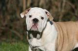 BULLDOG ANGLAIS 098